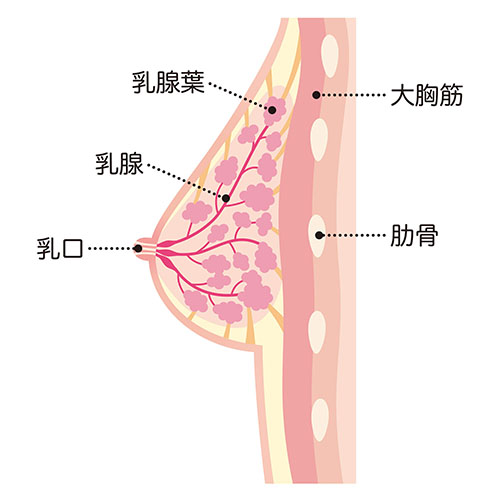 胸に脂肪注入