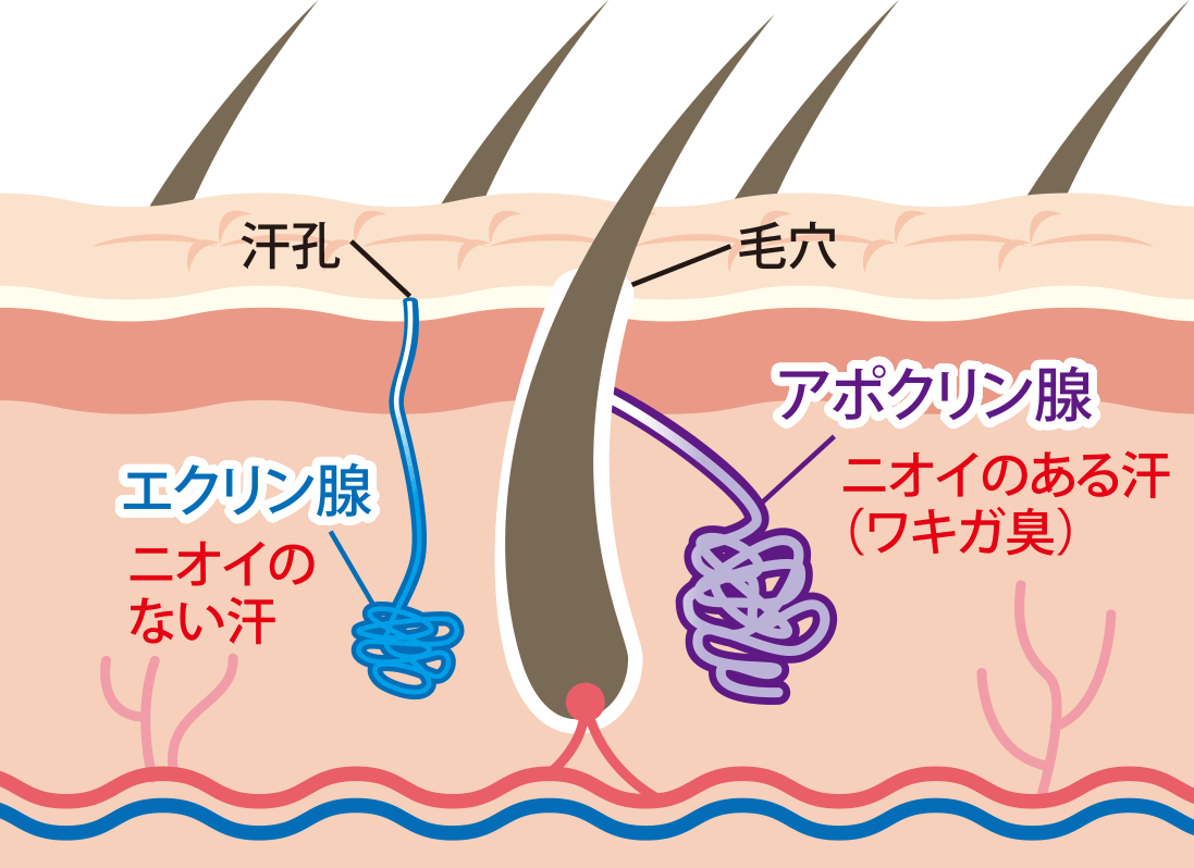 わきの断面