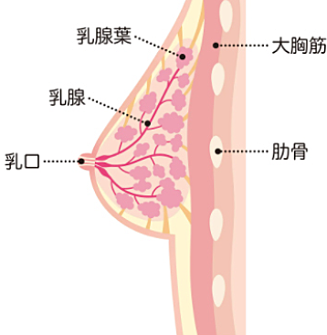 胸の断面図